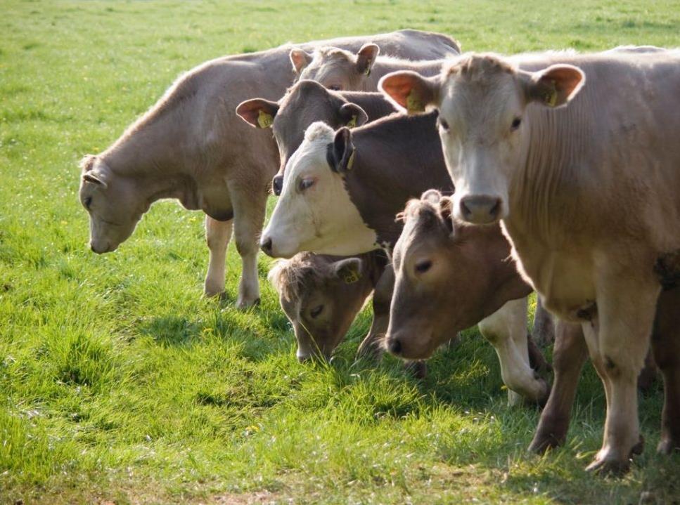 Integração lavoura pecuária: entenda os benefícios disso para sua fazenda
